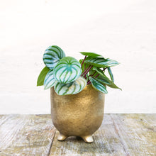 Load image into Gallery viewer, St Tropez Gold Pot (3 sizes)