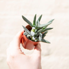 Load image into Gallery viewer, Crassula Mesembryanthemoides 'Tenelli'