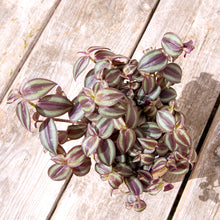 Load image into Gallery viewer, Tradescantia Purple Passion 'Silver Inch Plant' (2 sizes)