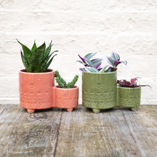 Load image into Gallery viewer, Tradescantia Nanouk 'Silver Inch Plant' (2 sizes)