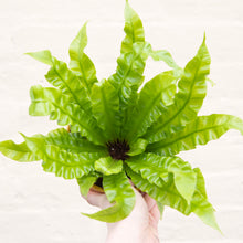 Load image into Gallery viewer, Asplenium 'Crispy Wave' - Pleated Bird's Nest Fern