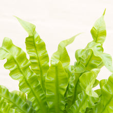 Load image into Gallery viewer, Asplenium 'Crispy Wave' - Pleated Bird's Nest Fern