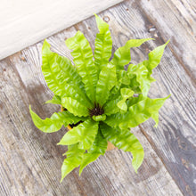 Load image into Gallery viewer, Asplenium 'Crispy Wave' - Pleated Bird's Nest Fern