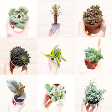 Load image into Gallery viewer, Baby Houseplant Mystery Box