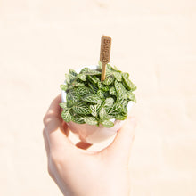 Load image into Gallery viewer, ✨ Plant of the month ✨ Baby Fittonia (White)