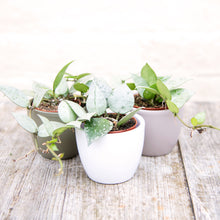 Load image into Gallery viewer, Baby Hoya Krohniana Variegated