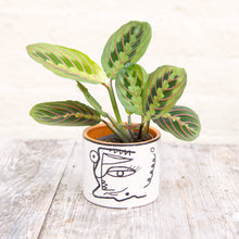 Load image into Gallery viewer, Abstract Face Plant Pot (3 sizes)