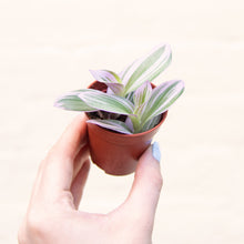 Load image into Gallery viewer, Tradescantia Nanouk 'Silver Inch Plant' (2 sizes)