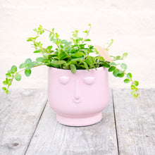 Load image into Gallery viewer, Happy Face Plant Pots