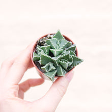 Load image into Gallery viewer, Faucaria Tigrina 'Tiger Jaws'