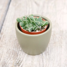 Load image into Gallery viewer, Faucaria Tigrina 'Tiger Jaws'
