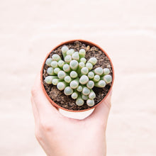 Load image into Gallery viewer, Fenestraria 'Baby Toes'