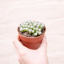 Load image into Gallery viewer, Fenestraria 'Baby Toes'