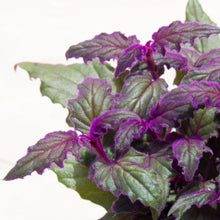 Load image into Gallery viewer, Gynura Aurantiaca 'Purple Velvet' (2 sizes)