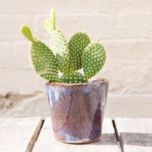 Load image into Gallery viewer, Opuntia Microdasys ‘Bunny Ears Cactus’ (2 sizes)