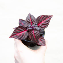Load image into Gallery viewer, Iresine Herbstii 'Bloodleaf'