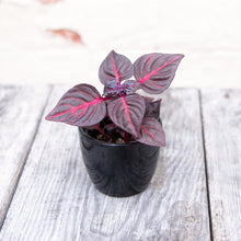 Load image into Gallery viewer, Iresine Herbstii 'Bloodleaf'