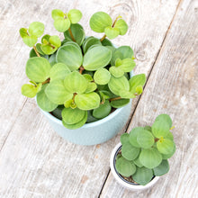 Load image into Gallery viewer, Peperomia 'Hope' (2 sizes)