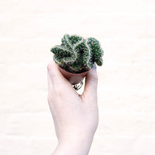 Load image into Gallery viewer, Opuntia Cylindrica Cristata 'Brain Cactus'