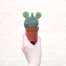 Load image into Gallery viewer, Opuntia Micro Albispina ‘Bunny Ears Cactus’ (2 sizes)