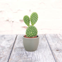 Load image into Gallery viewer, Opuntia Microdasys ‘Bunny Ears Cactus’ (2 sizes)