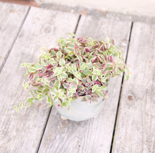 Load image into Gallery viewer, Crassula Marginalis Rubra Variegata 'Calico Kitten' (2 sizes)