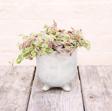 Load image into Gallery viewer, Crassula Marginalis Rubra Variegata 'Calico Kitten' (2 sizes)