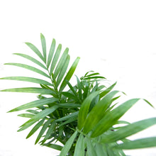 Load image into Gallery viewer, Chamaedorea Elegans 'Parlour Palm'