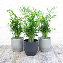 Load image into Gallery viewer, Chamaedorea Elegans 'Parlour Palm'