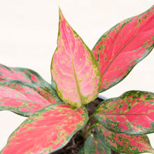 Load image into Gallery viewer, Aglaonema 'Cherry Baby' (Chinese Evergreen)
