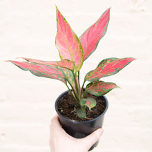 Load image into Gallery viewer, Aglaonema 'Cherry Baby' (Chinese Evergreen)