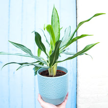 Load image into Gallery viewer, Pisa Plant Pot 13 x 13cm (9 colours)