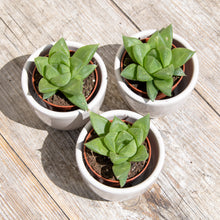 Load image into Gallery viewer, Haworthia Cooperi