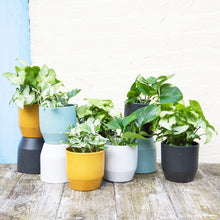 Load image into Gallery viewer, Pisa Plant Pot 13 x 13cm (9 colours)