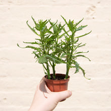 Load image into Gallery viewer, Wonky Houseplant Bargain Bundle - Mystery Selection!