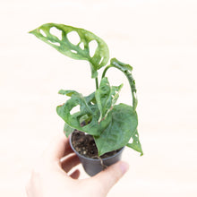 Load image into Gallery viewer, Wonky Baby Plants