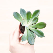 Load image into Gallery viewer, Wonky Baby Plants