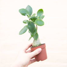 Load image into Gallery viewer, Wonky Baby Plants