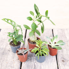 Load image into Gallery viewer, Wonky Baby Plants