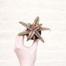 Load image into Gallery viewer, Cryptanthus 'Earth Stars'