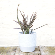 Load image into Gallery viewer, Pisa Plant Pot 13 x 13cm (9 colours)