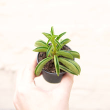 Load image into Gallery viewer, Wonky Baby Plants