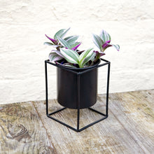 Load image into Gallery viewer, Tradescantia Nanouk 'Silver Inch Plant' (2 sizes)