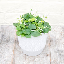Load image into Gallery viewer, Oxalis Triangularis ‘False Shamrock’