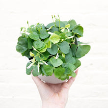 Load image into Gallery viewer, Oxalis Triangularis ‘False Shamrock’