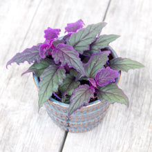 Load image into Gallery viewer, Gynura Aurantiaca 'Purple Velvet' (2 sizes)