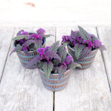 Load image into Gallery viewer, Gynura Aurantiaca 'Purple Velvet' (2 sizes)