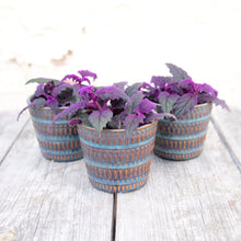 Load image into Gallery viewer, Gynura Aurantiaca 'Purple Velvet' (2 sizes)