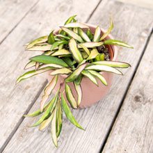 Load image into Gallery viewer, Hoya Wayetii Variegated