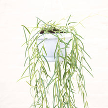 Load image into Gallery viewer, Hoya Linearis